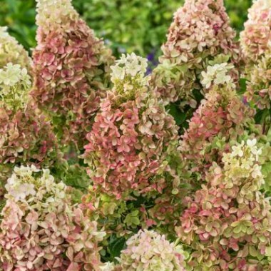 hydrangea_paniculata_couhabis_pbr_ruby_hobbit_393_2 (1)